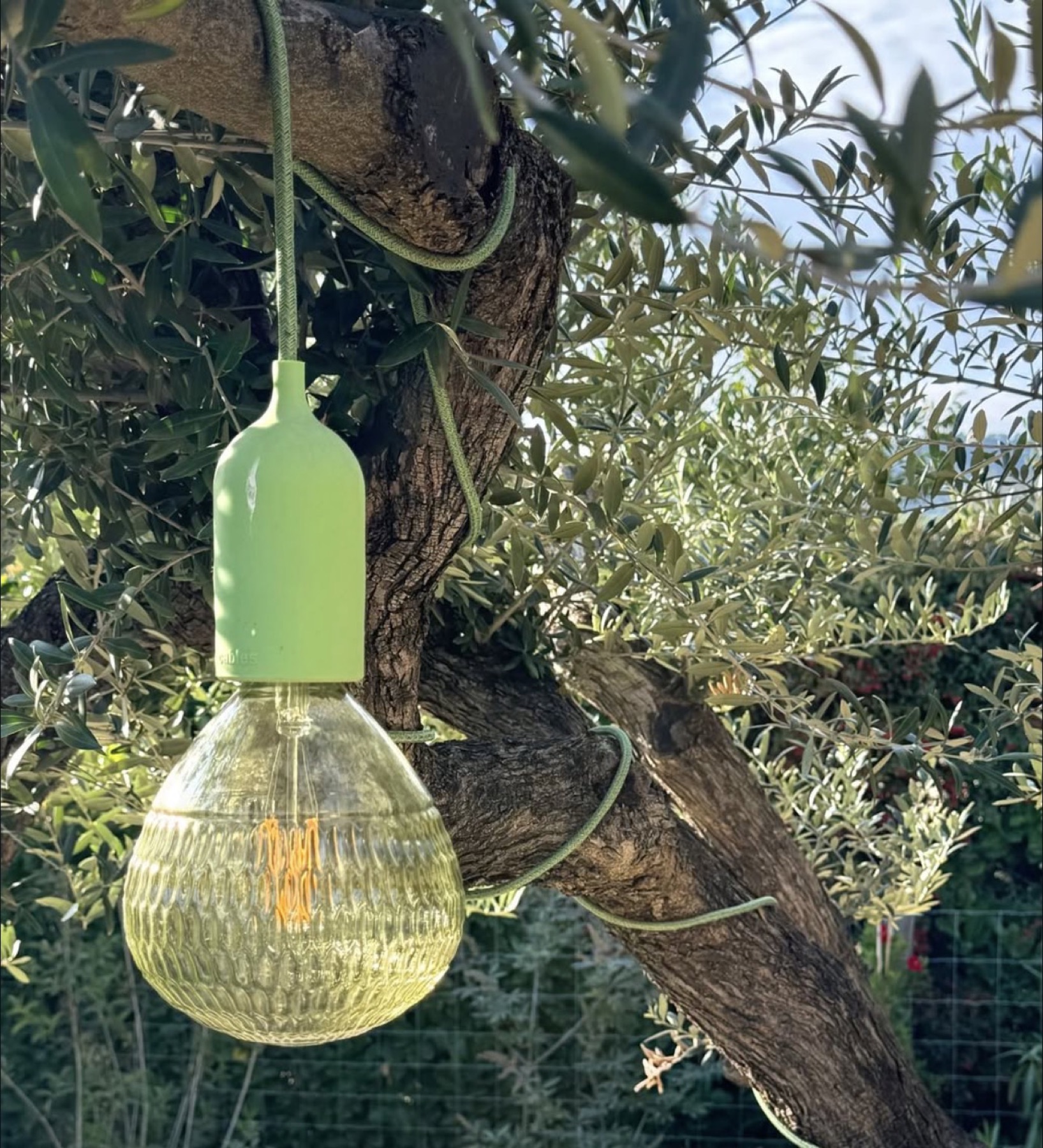 Guirlande lumineuse dans un olivier