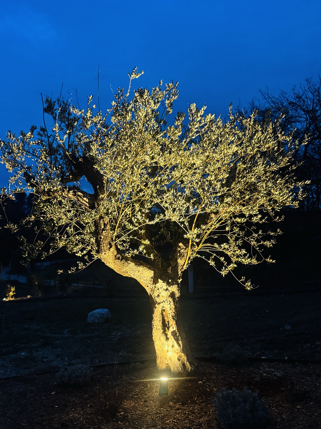 Olivier centenaire mis en lumière la nuit